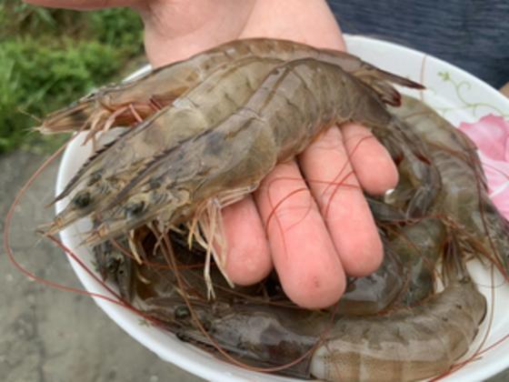 漁電共生的頂級海水白蝦,為藻相菌相混合均衡的台灣產海水白蝦